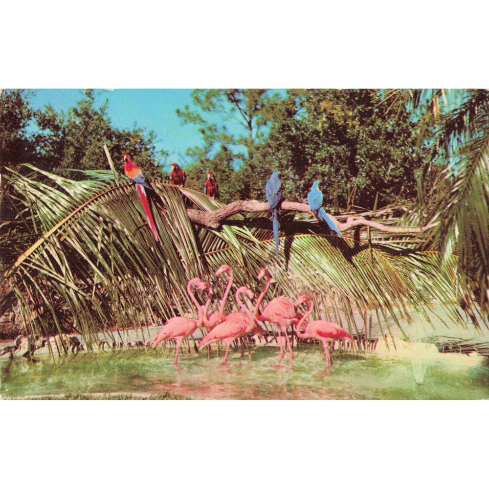 Vtg Parrot Jungle Miami Florida Postcard 1956 Flamingos & Macaws Tropical Birds
